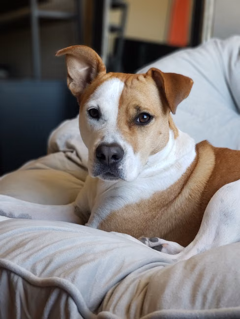 Persiana Romana Blackout